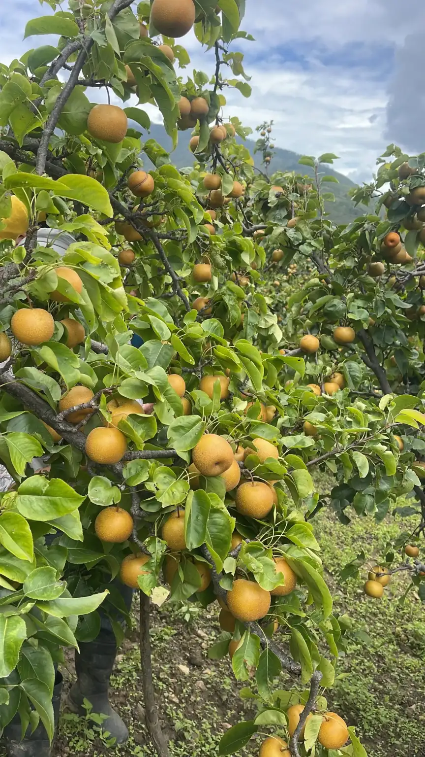 Ripe Japanese pears on a member’s tree at The Happiness Farm