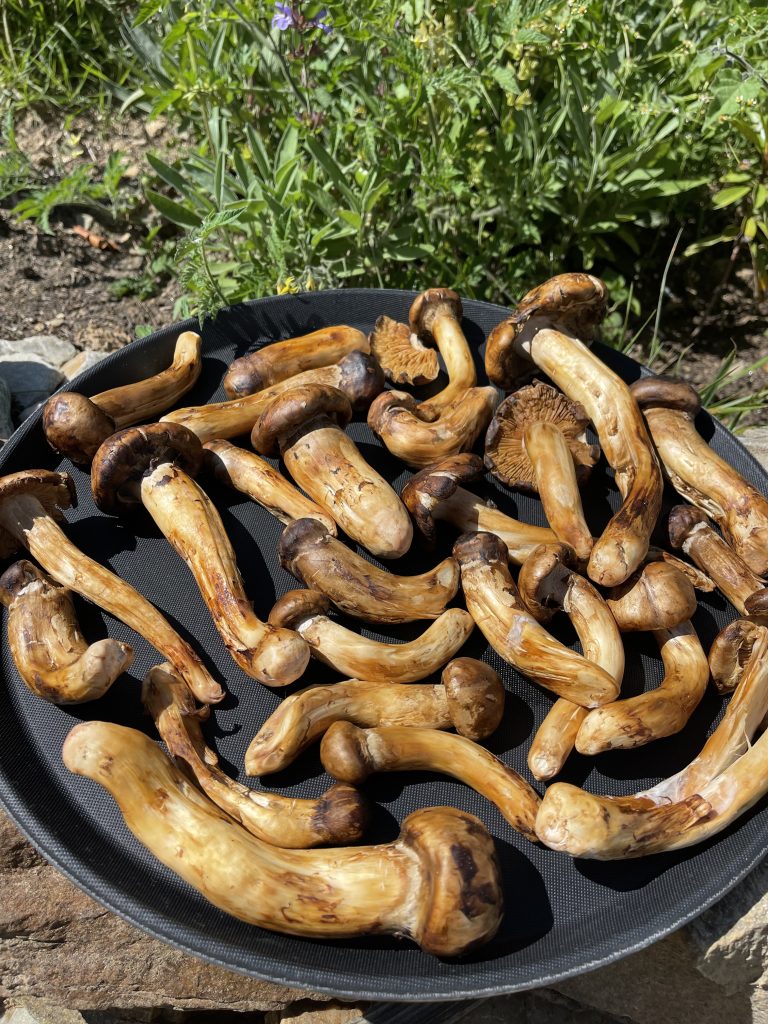 A plate of grilled wild mushrooms