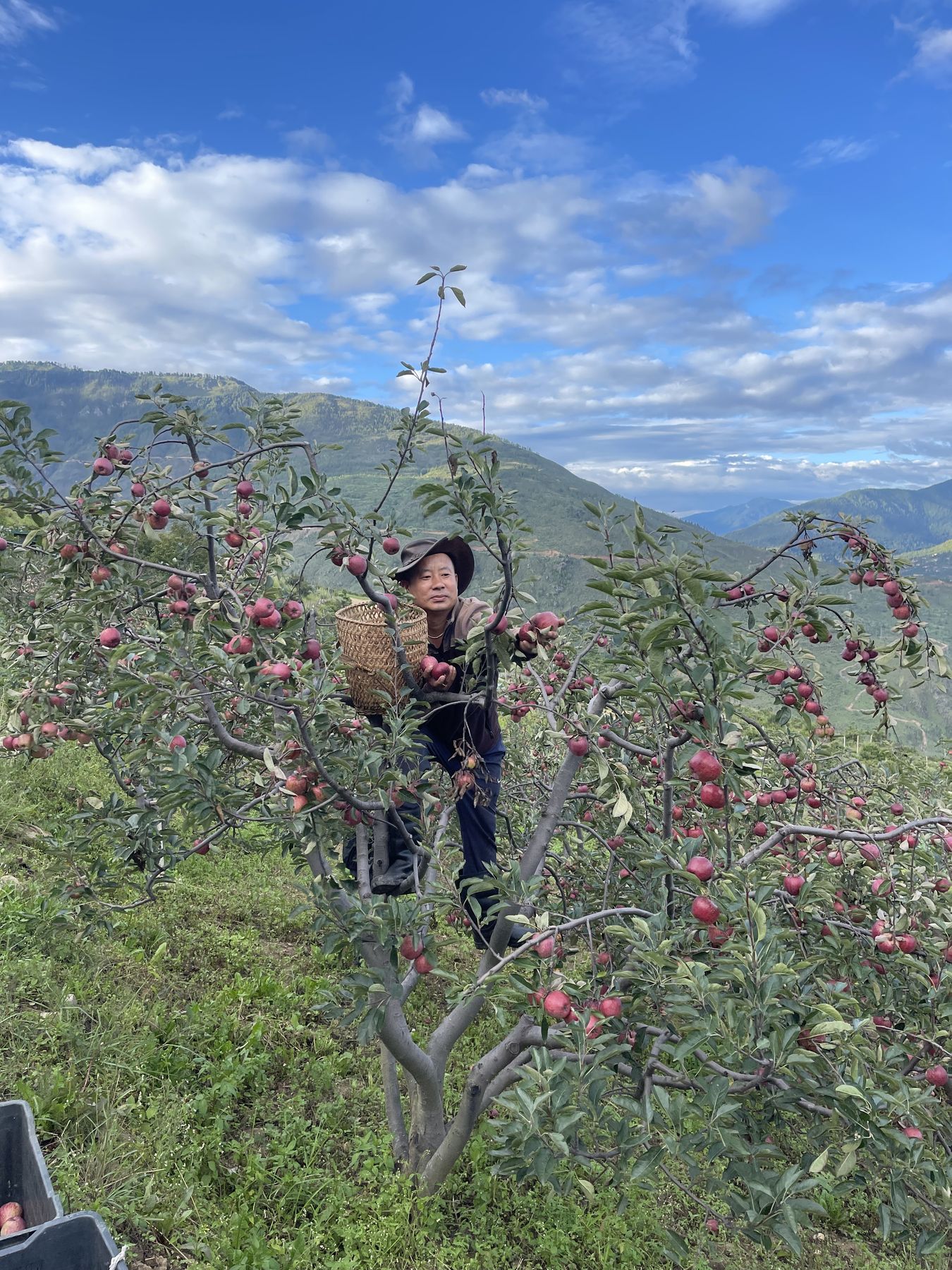 Picking apples in the orchard above the valley