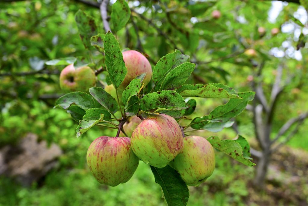 Apples ripening on a branch in The Happiness Farm orchard