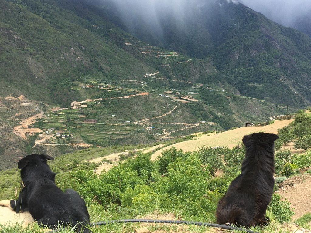Two farm dogs looking out over the valley
