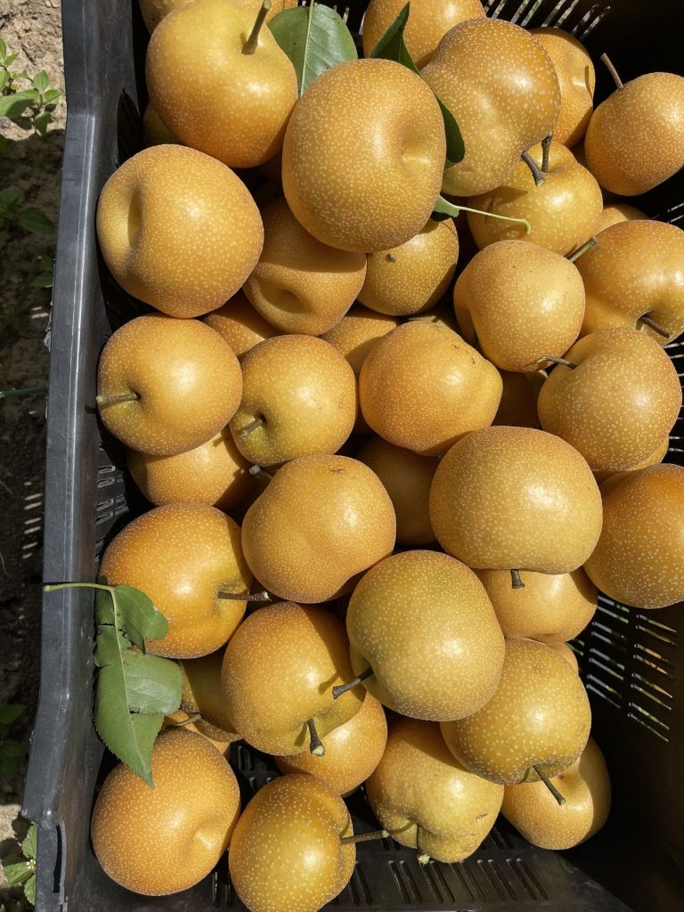 A pile of freshly picked Japanese pears