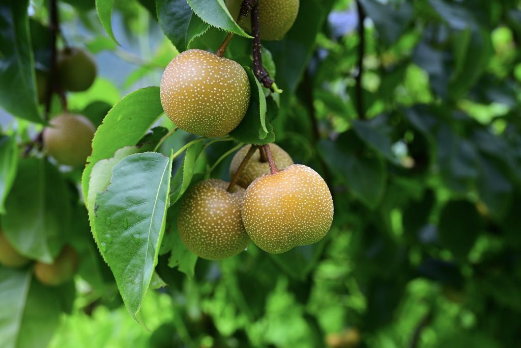 Japanese pears growing on a tree at The Happiness Farm