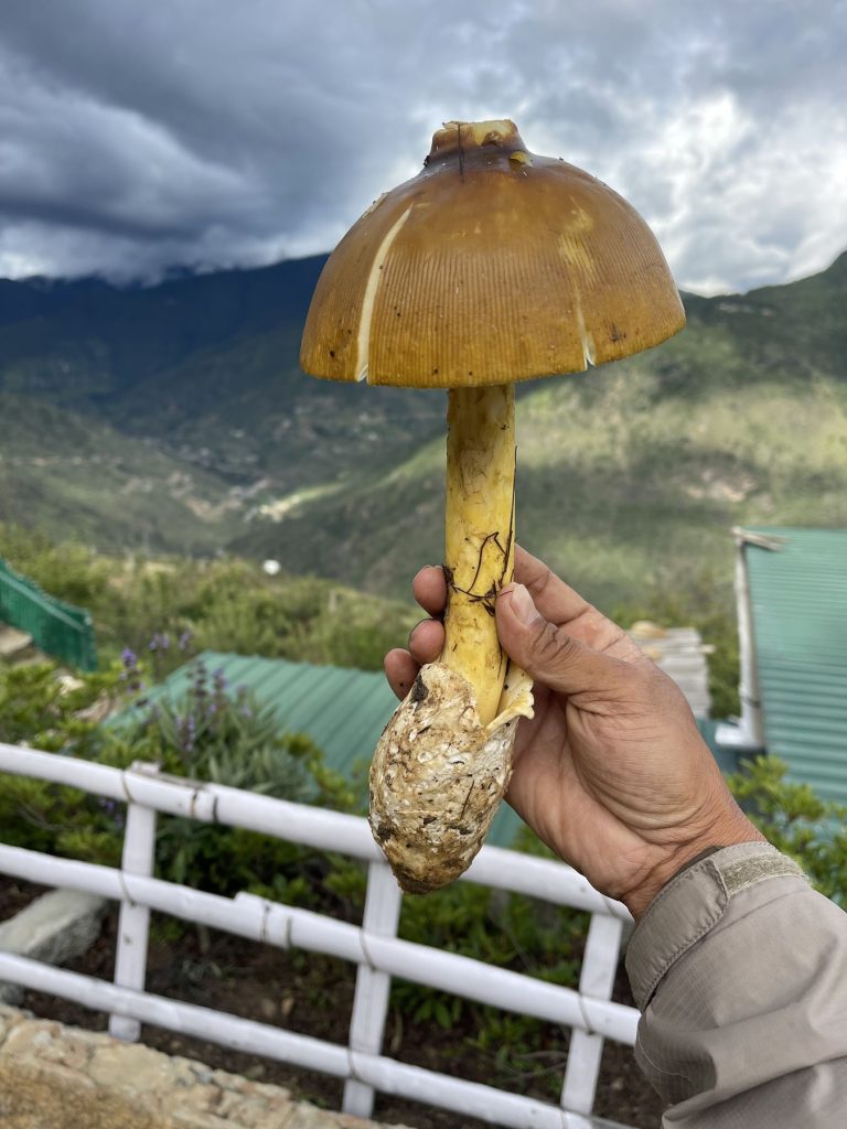 A wild mushroom found on a mushroom hunt