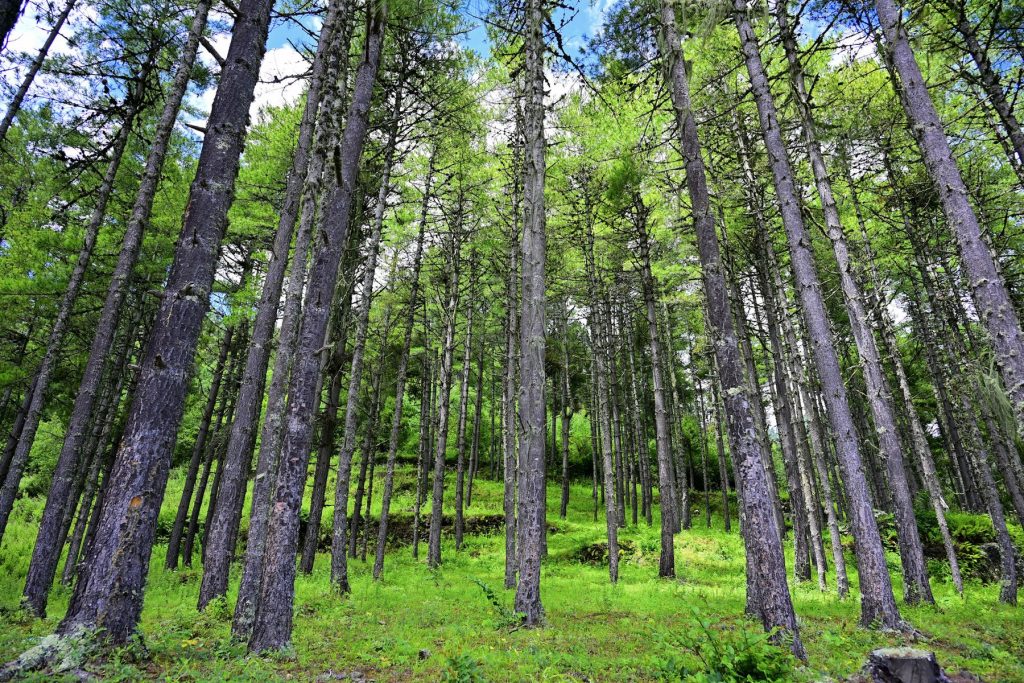 Tall pine trees in the forest near The Happiness Farm