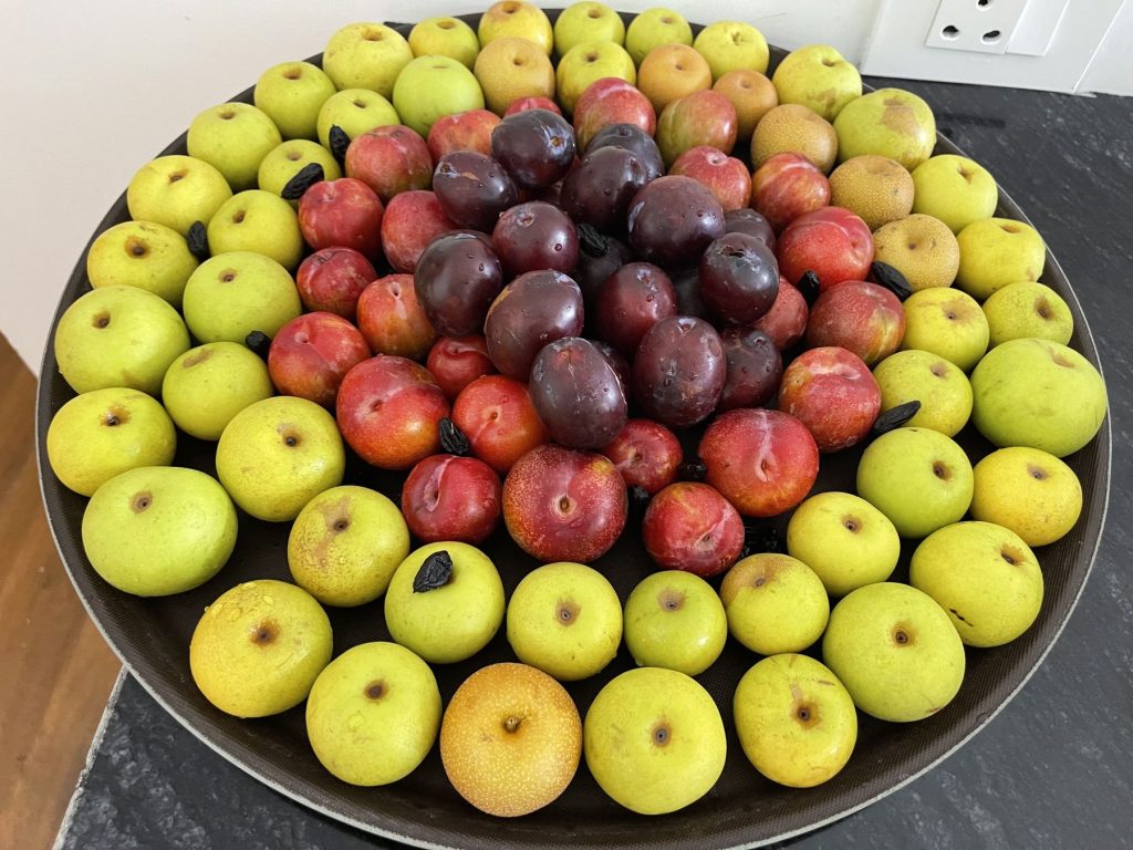 A platter of red and green apples from the farm