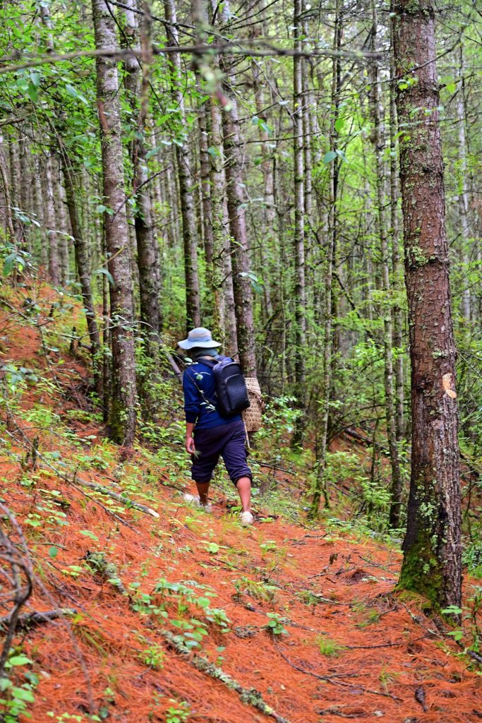 A walk through the pine forest near the farm